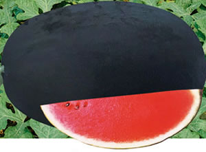 �ش������